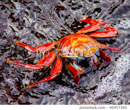 Sally Lightfoot Crab on Rock Sally Lightfoot Crab on Rock 40457360
