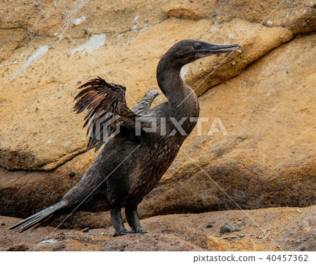 Flightless Cormorants Flightless Cormorants 40457362