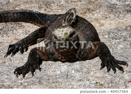 Marine Iguanas Sunning on Rock 40457364