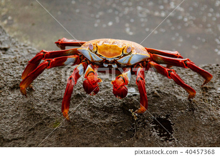 Sally Lightfoot Crab  on Rock 40457368