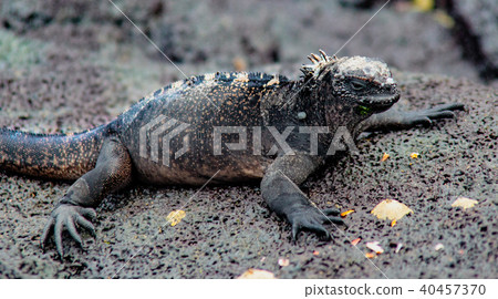 Marine Iguanas Sunning on Rock Marine Iguanas Sunning on Rock 40457370