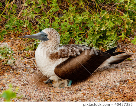 Blue Footed Booby Mother and Chick 40457385
