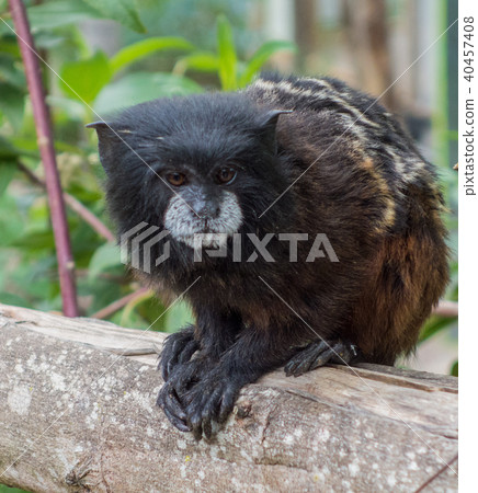 Pygmy Monkey Sits on Rail 40457408