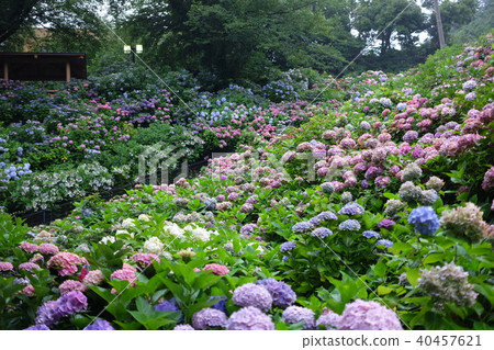 繡球花花園 40457621