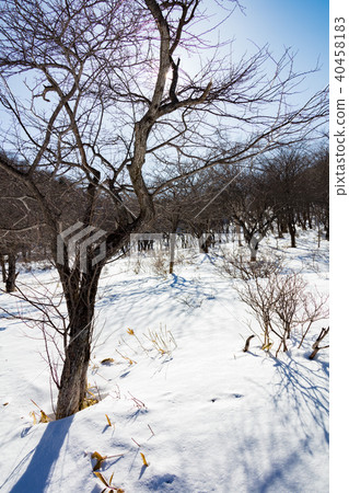 Awakening of winter Awakening of winter 40458183