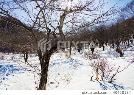 Awakening of winter Awakening of winter 40458184
