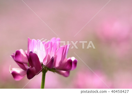 Lotus herb Lotus herb 40458427