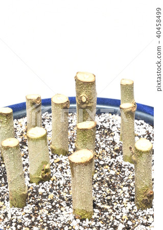 Drunk cuttings (fix shooting) 40458499