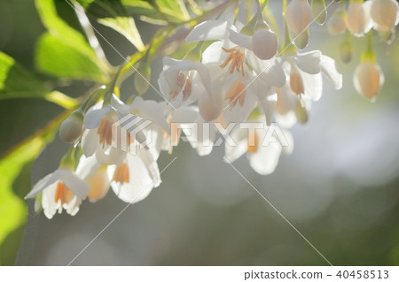 在花的柔光 40458513