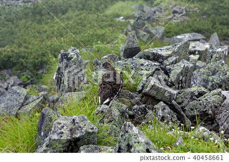 Grouse of Nishihotakadake ridge line Grouse of Nishihotakadake ridge line 40458661