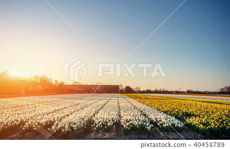 Fantastic sunset over a field of tulips Fantastic sunset over a field of tulips 40458789