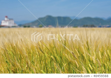 大麥秋天啤酒光禿禿的 大麥秋天啤酒光禿禿的 40459388