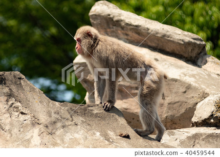 Japanese macaques Japanese macaques 40459544