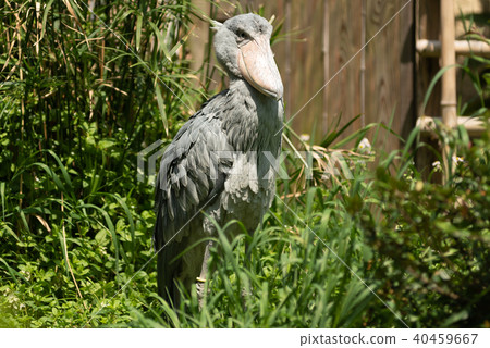 鯨頭鸛 40459667