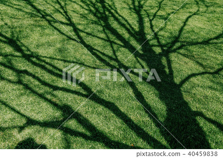 lawn of green grass 40459838