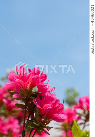 Copy space of full bloom red satsuki and blue sky 40460021
