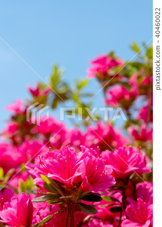 Copy space of full bloom red satsuki and blue sky 40460022