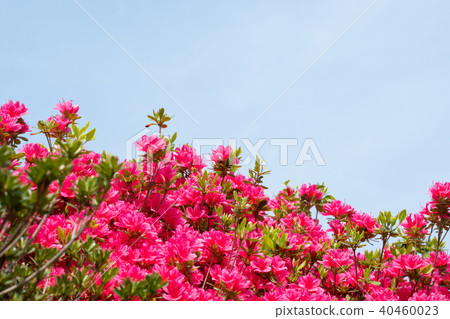 Copy space of full bloom red satsuki and blue sky 40460023