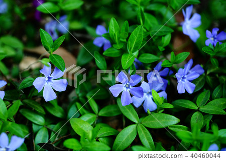 Myrtle periwinkle flower Myrtle periwinkle flower 40460044