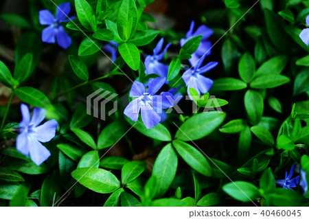 Myrtle periwinkle flower Myrtle periwinkle flower 40460045