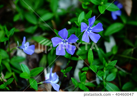 Himetsurunichinichisou花 Himetsurunichinichisou花 40460047