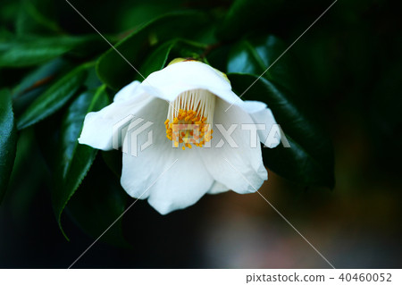 白花竹子花 40460052