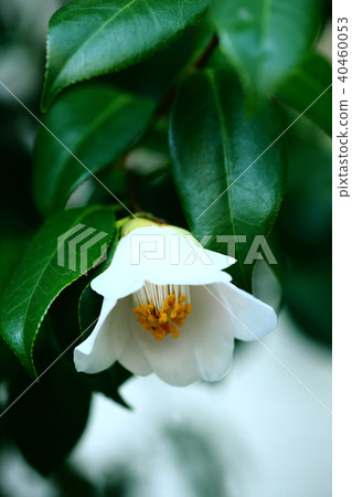 White flower bamboo flower 40460053