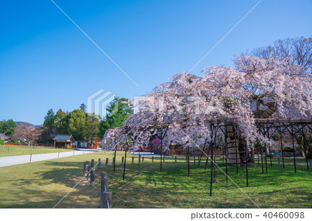 京都Kamigamo神社的Gosho櫻桃樹 40460098