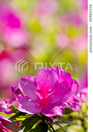 Close-up of a light pink azalea Close-up of a light pink azalea 40460356