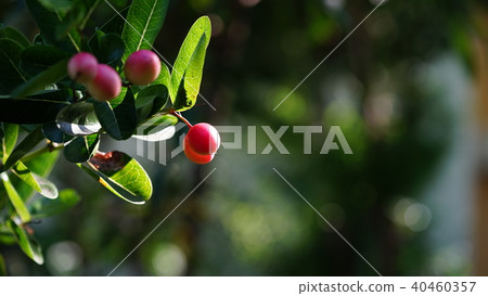 Karonda fluid on tree Karonda fluid on tree 40460357