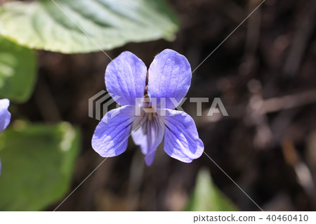 Kosumire Kosumire 40460410