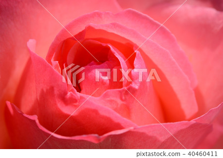 玫瑰特寫鏡頭 40460411