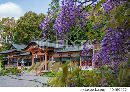 Kyoto Saiin Kasuga Shrine and wisteria flowers Kyoto Saiin Kasuga Shrine and wisteria flowers 40460412