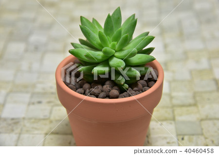 多汁植物 40460458