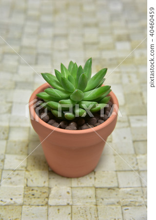 多汁植物 40460459