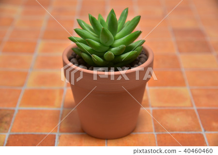 多汁植物 40460460