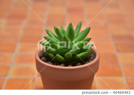 多汁植物 40460461