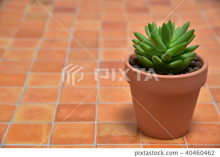 Succulent plants 40460462