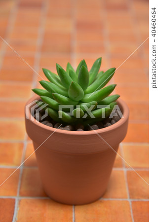 多汁植物 40460464