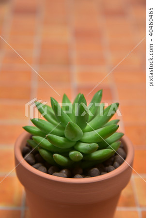 Succulent plants Succulent plants 40460465