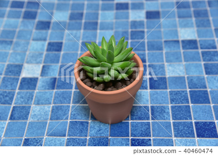 Succulent plants Succulent plants 40460474