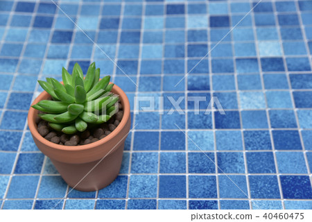 Succulent plants 40460475