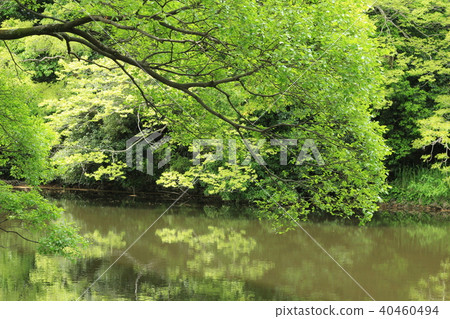 Fresh green reflected on the surface of the water Fresh green reflected on the surface of the water 40460494