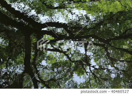 Fresh green reflected on the surface of the water Fresh green reflected on the surface of the water 40460527