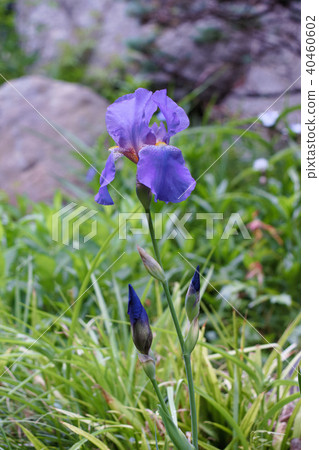 German iris 40460602