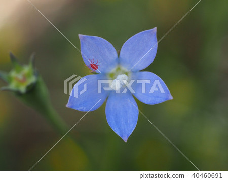 Kabeanata Takaradani 40460691