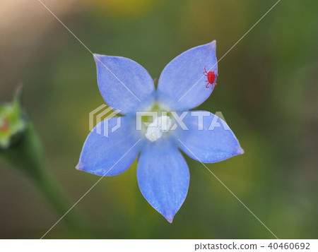 Kabeanata Takaradani Kabeanata Takaradani 40460692