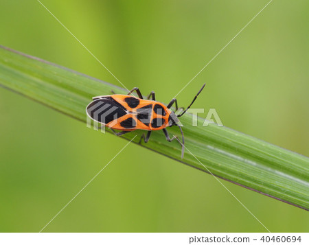 永井先生 照片素材 圖片 圖庫