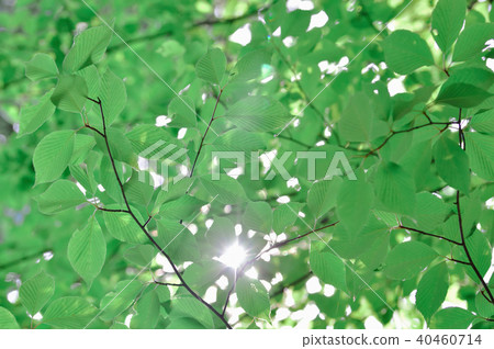 初夏的相葉 初夏的相葉 40460714