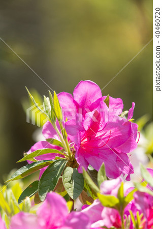Light pink azalea close-up and copy space Light pink azalea close-up and copy space 40460720